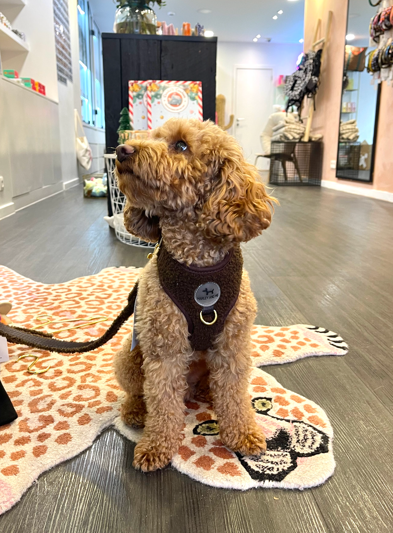 Teddy Hundegeschirr Coffee – weich & verstellbar