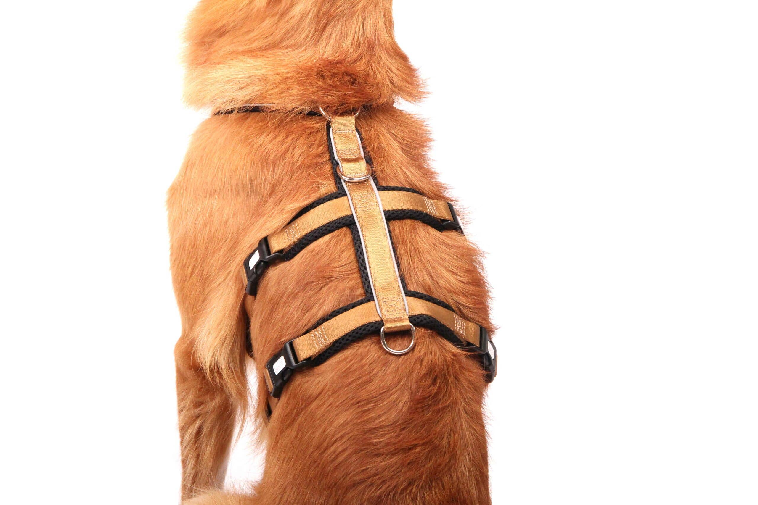 StyleSnout® Patch&Safe Sicherheitsgeschirr – ausbruchsicher & gepolstert gold