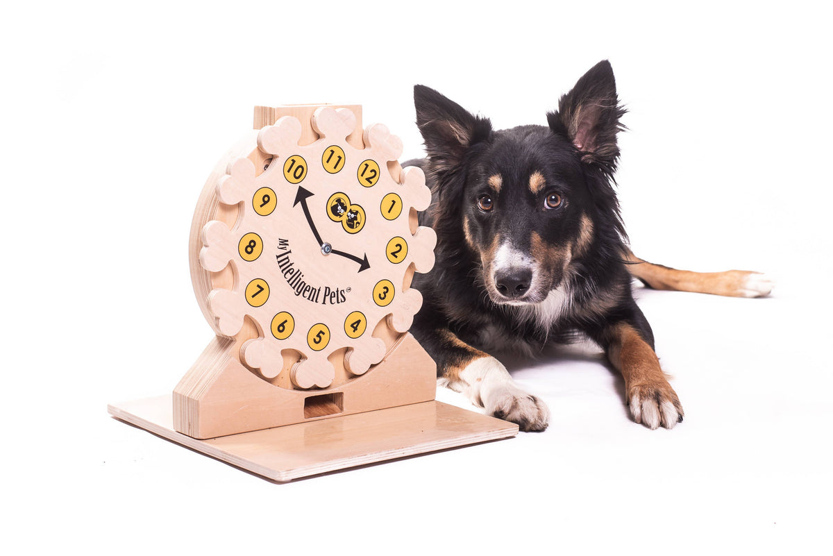 Clock - Spielzeug zur Bereicherung von Hund und Katze