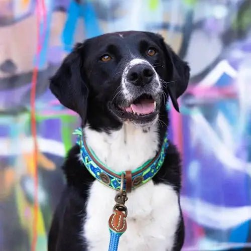 Boho Juan – Exklusives Hundehalsband aus Büffelleder - Pfotenlieblinge