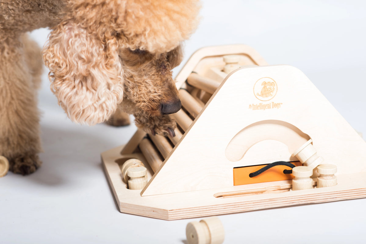 Pyramide – Intelligenzspiel für Hunde | Anspruchsvoll