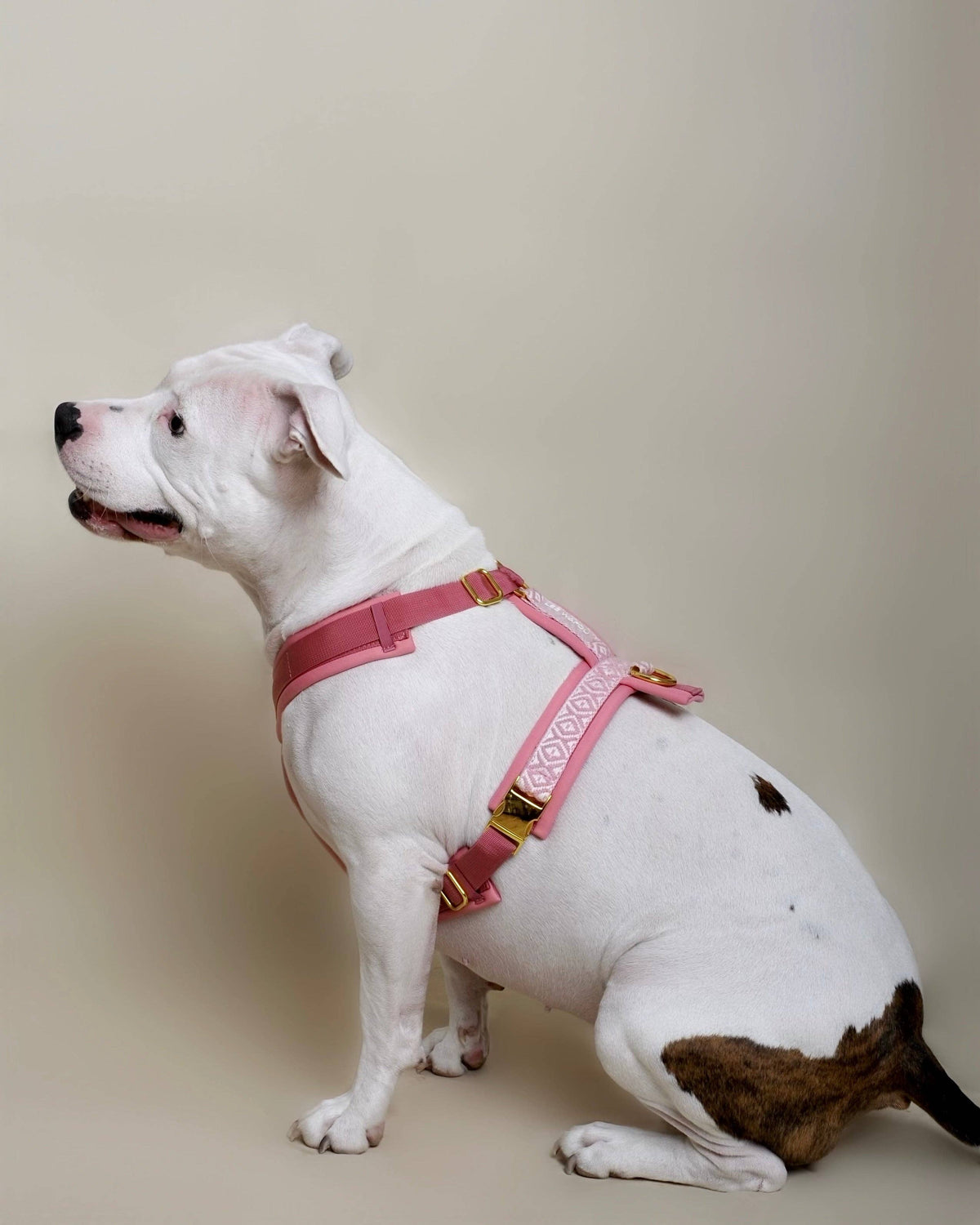 Premium Hundegeschirr Rose – Ultra weich & gepolstert