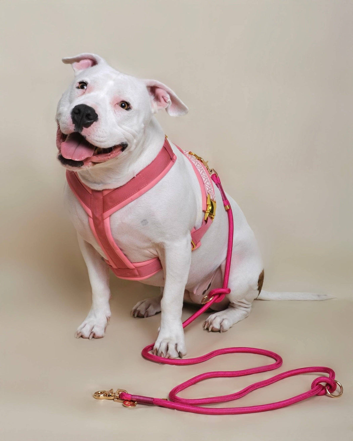 Premium Hundegeschirr Rose – Ultra weich & gepolstert