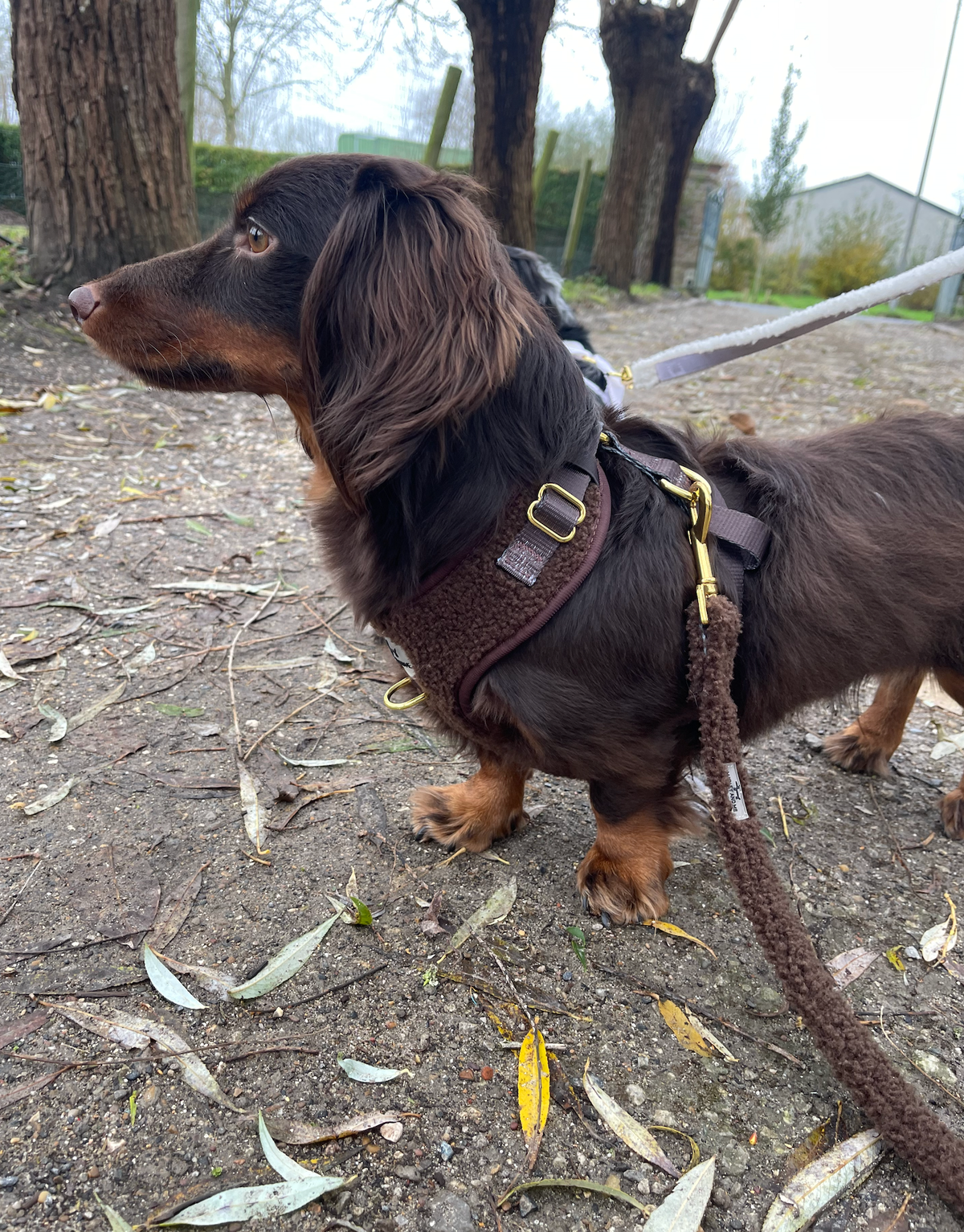Teddy Hundegeschirr Coffee – weich & verstellbar