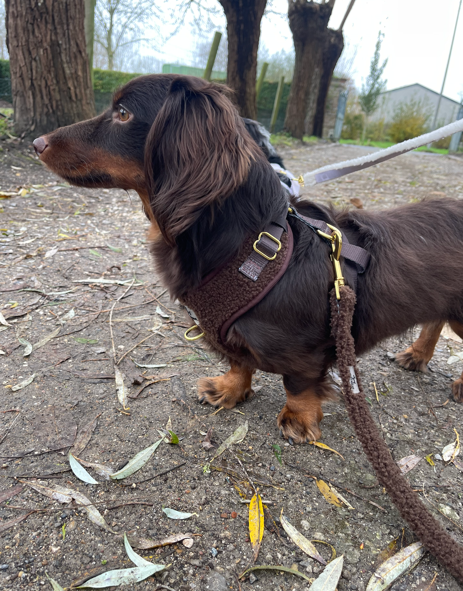 Teddy Hundegeschirr Coffee – weich & verstellbar