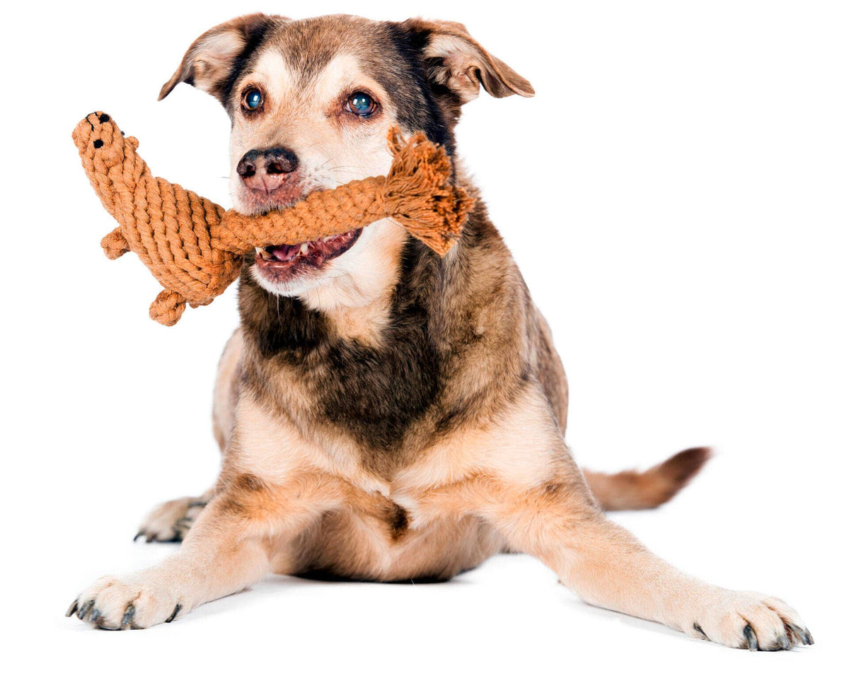 Eddie Eichhorn – Zahnpflegendes Hundespielzeug - Pfotenlieblinge