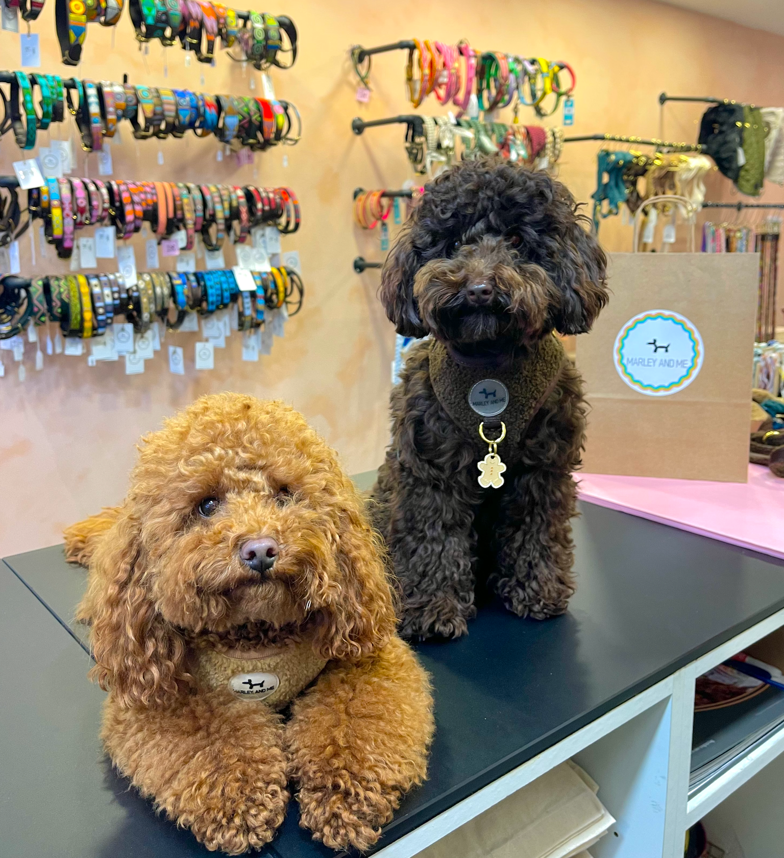 Teddy Hundegeschirr Coffee – weich & verstellbar