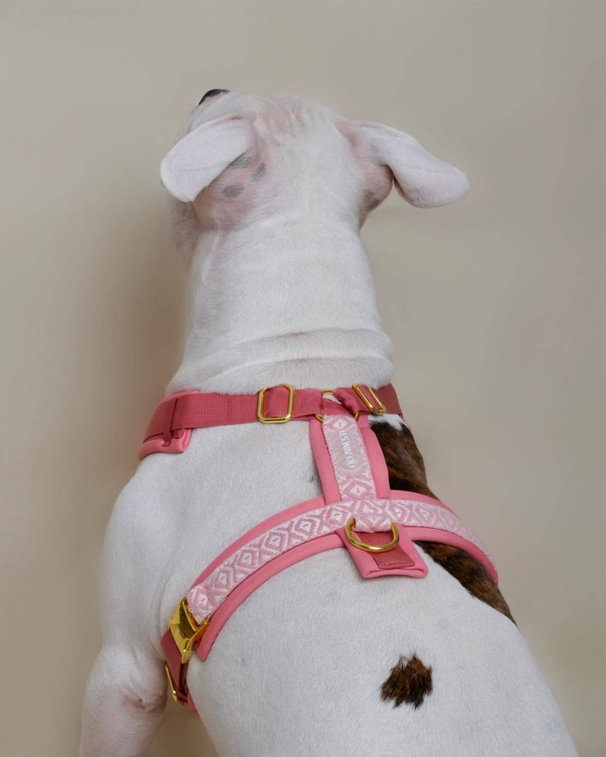 Premium Hundegeschirr Rose – Ultra weich & gepolstert