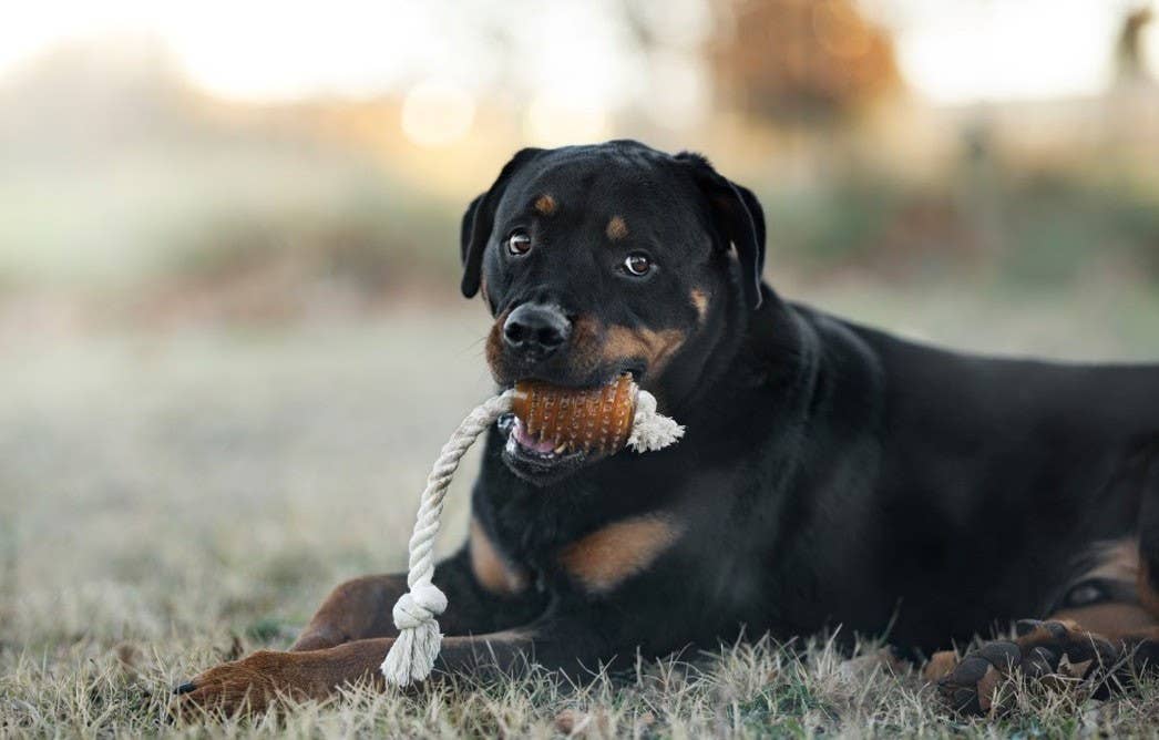 Rub Rugby Spike & Rope Hundespielzeug - M