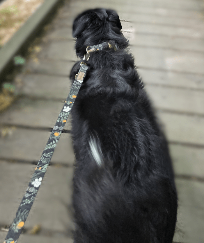 Forest Walkies Set – Nachhaltige Leine & Halsband aus rPet & Kaktusleder, handgemacht - Pfotenlieblinge