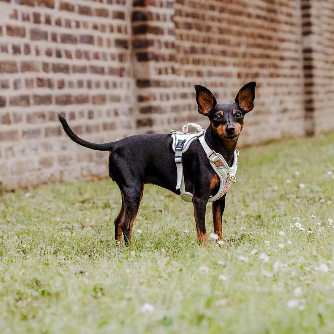 Hundegeschirr Pink/Beige – Verstellbar – Kollektion Très Chic