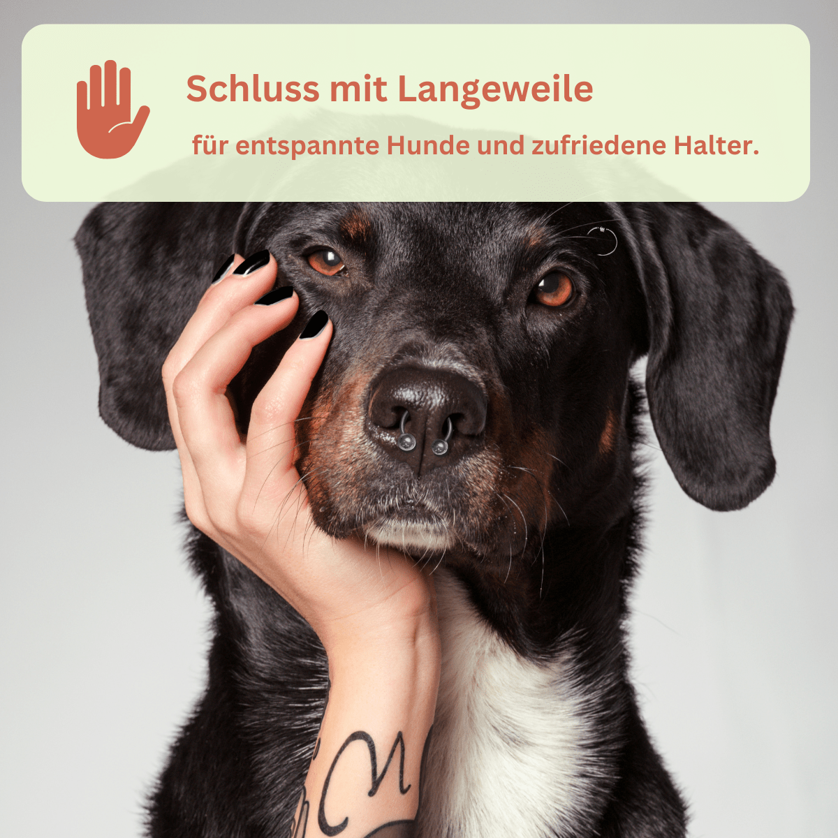 Piano - Interaktives Haustierspielzeug des Jahres Intelligenzspielzeug - Pfotenlieblinge