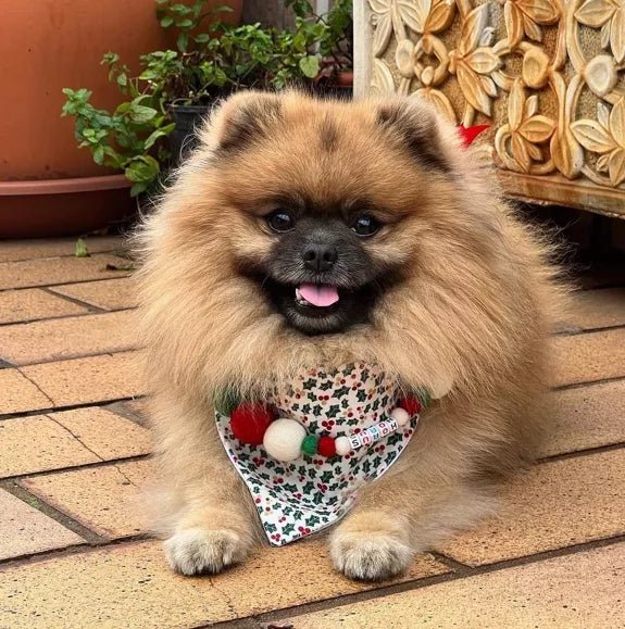 Pompon - Halsband „Christmas Edition“ – handgefertigt & festlich - Pfotenlieblinge