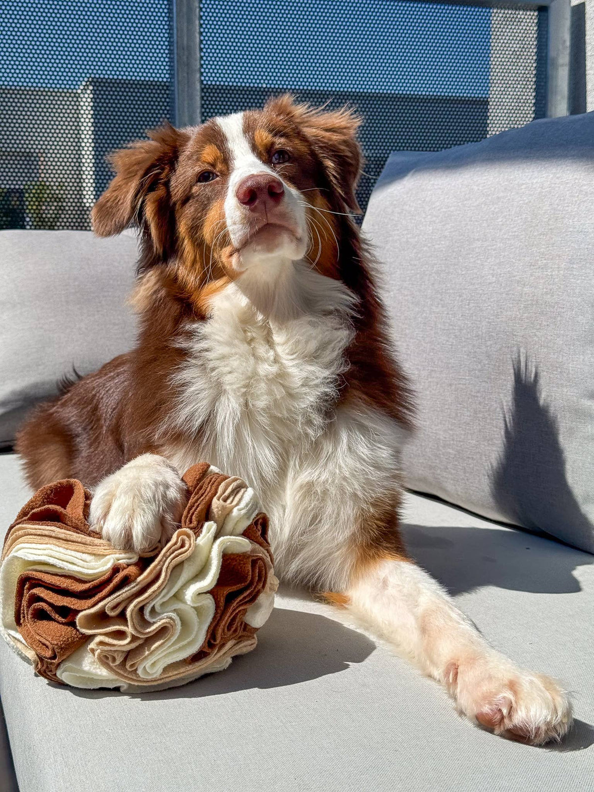 Schnüffelball für Hunde, Snackspielzeug Hund, Hundespielzeug - Pfotenlieblinge