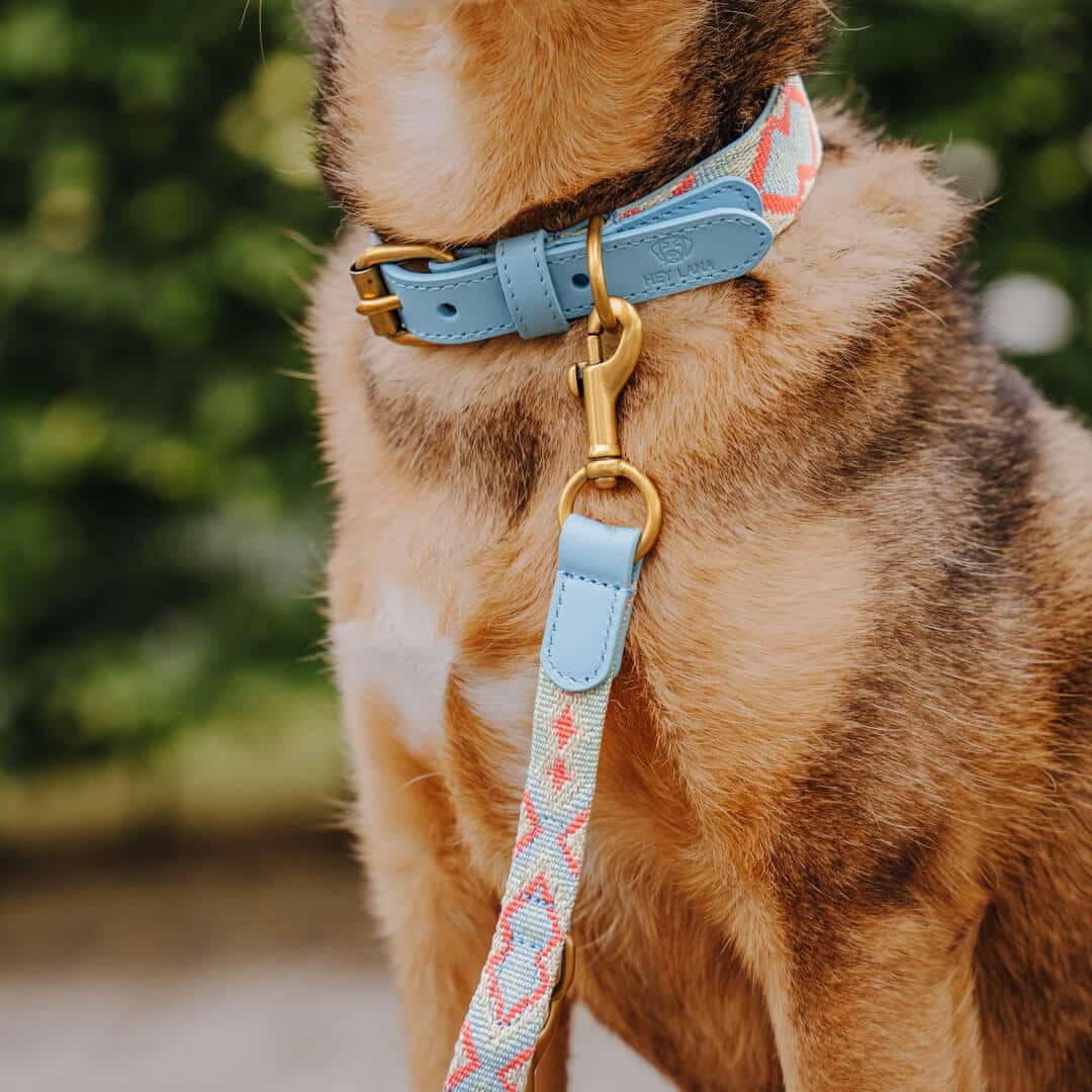 Set Hundehalsband, Leine und Geschirr - coral/blau - Pfotenlieblinge