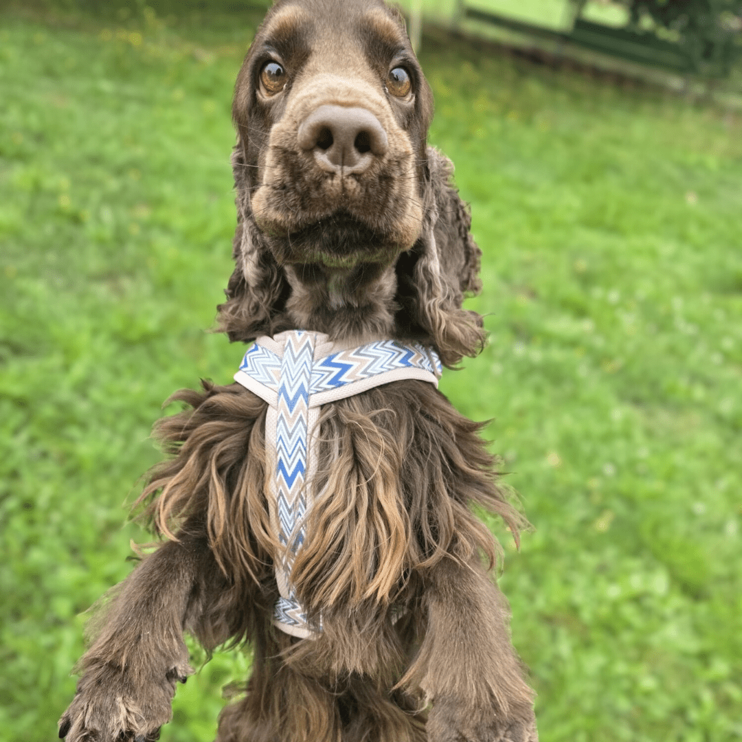 Ziggy Latte – leichtes Y - Geschirr für sensible Hunde - Pfotenlieblinge