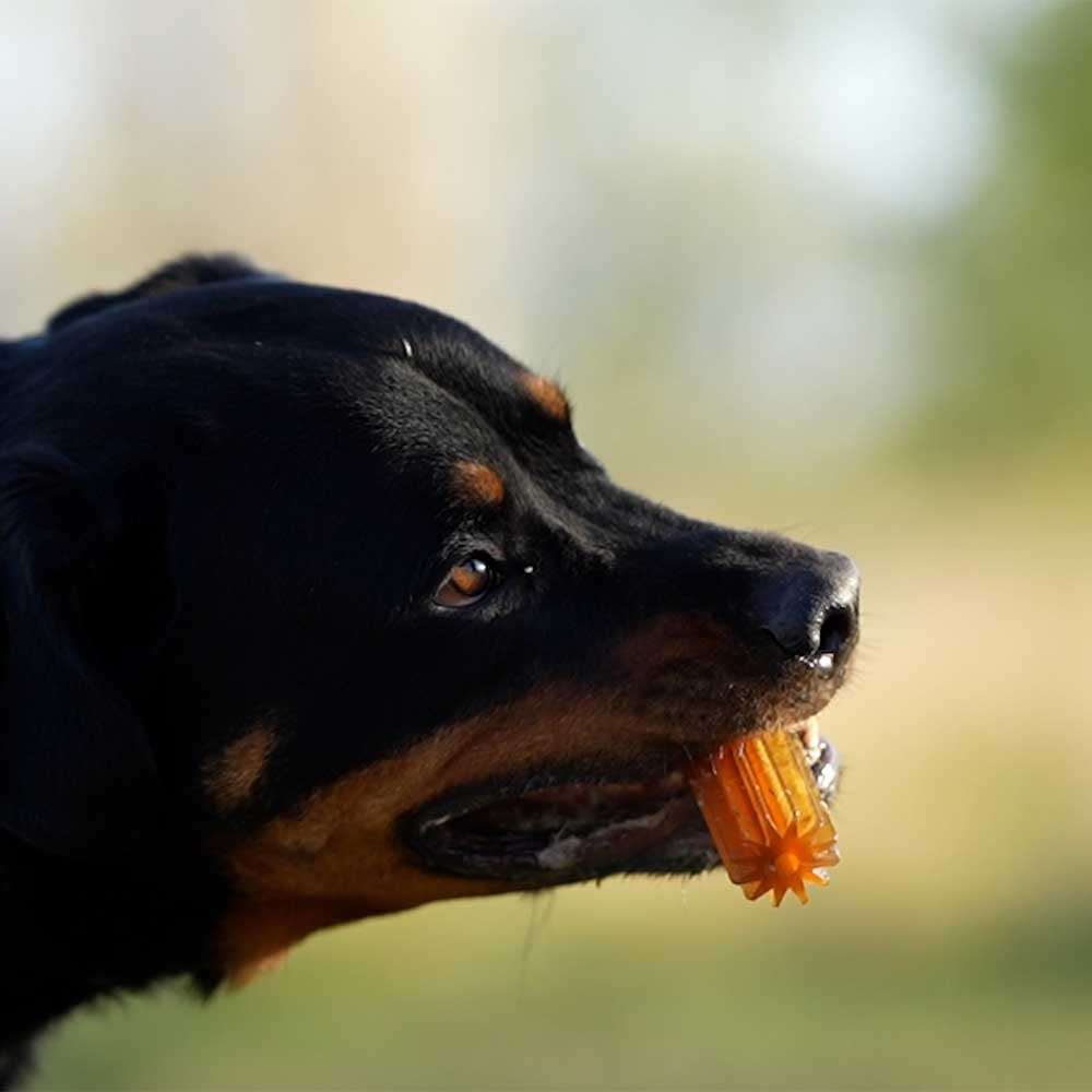 Zahnpflege Hundespielzeug aus Bio-Harz