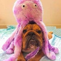 Oktopus Plüschtier – Kuscheln, Zerren &amp; Apportieren