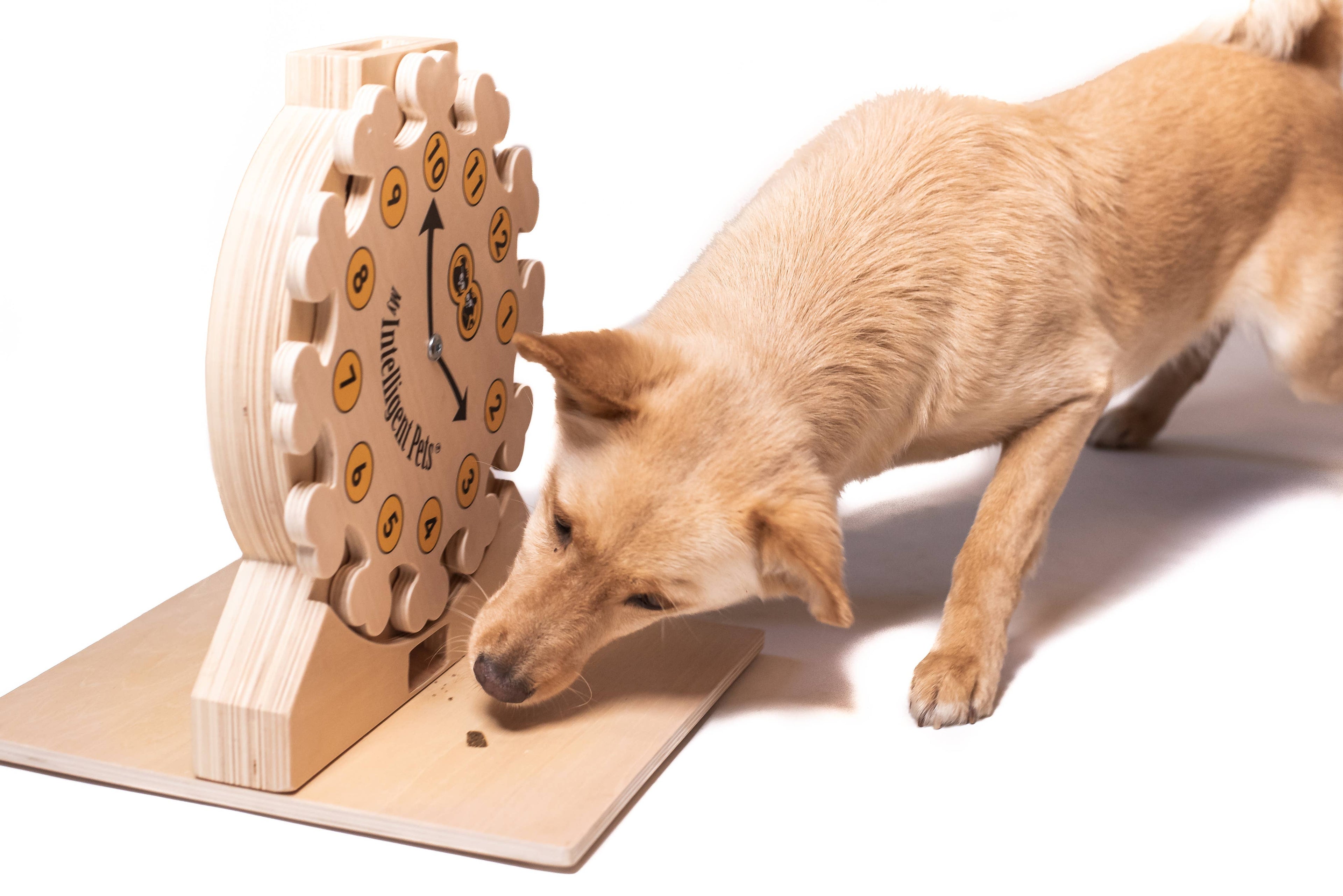Clock - Spielzeug zur Bereicherung von Hund und Katze