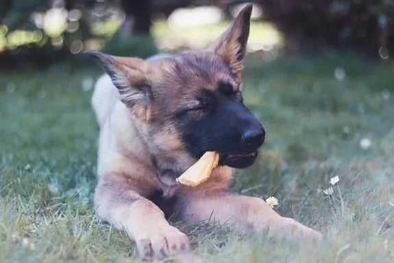 Getrocknete Hirschhaut für Hunde – 100 % Natur &amp; ohne Zusätze