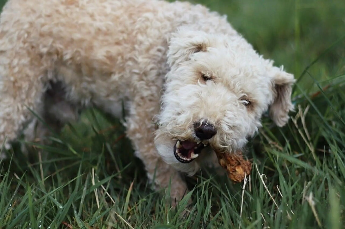 Getrocknete Ochsenschwänze für Hunde – 250g