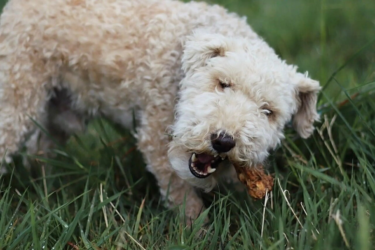 Getrocknete Ochsenschwänze für Hunde – 250g