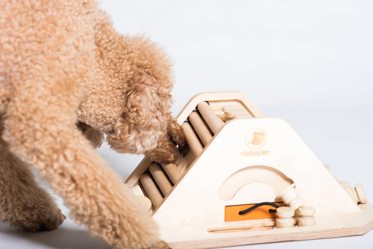 Pyramide – Intelligenzspiel für Hunde | Anspruchsvoll