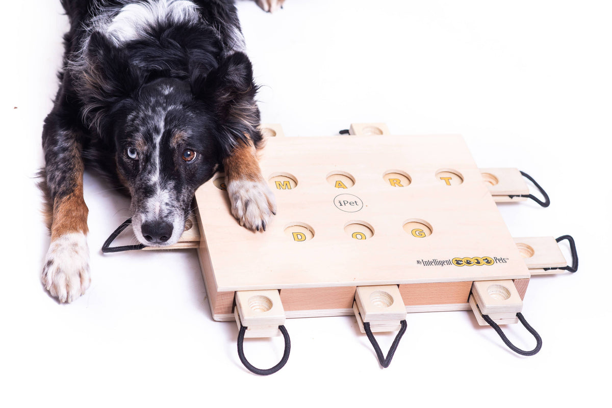 iPet – Smart Dog Intelligenzspielzeug