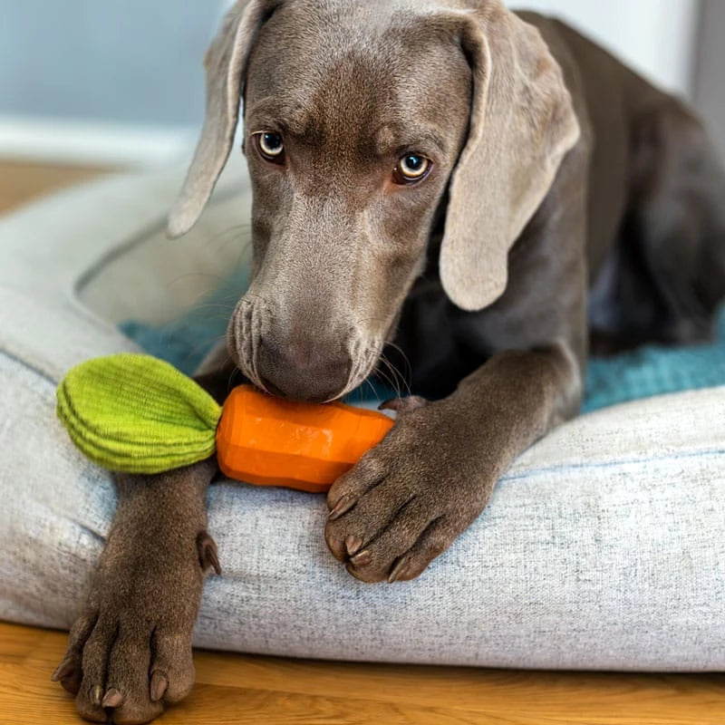 Robustes Hundespielzeug - Carotty - Pfotenlieblinge