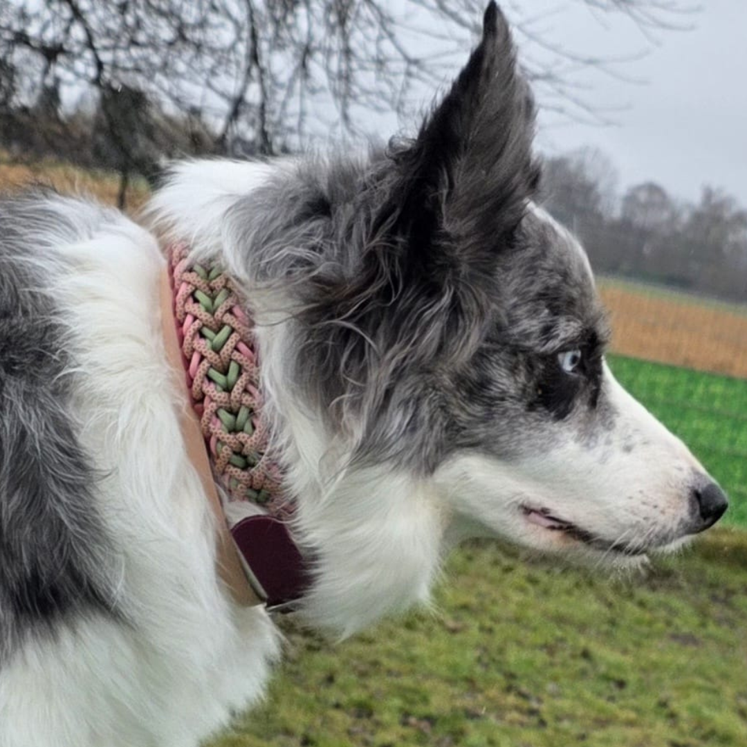 Handgemachtes Paracord-Hundehalsband „Rosé Sage“