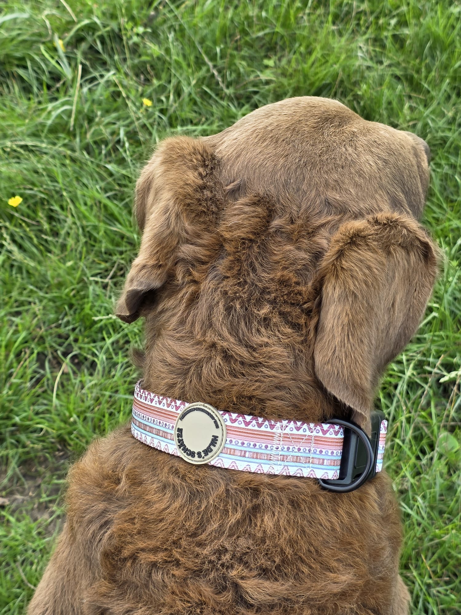 Boho - Halsband – gepolstert, verstellbar &amp; robust - Pfotenlieblinge