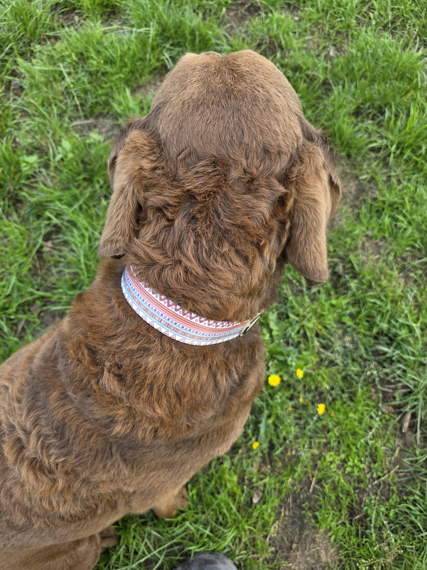Boho - Halsband – gepolstert, verstellbar &amp; robust - Pfotenlieblinge