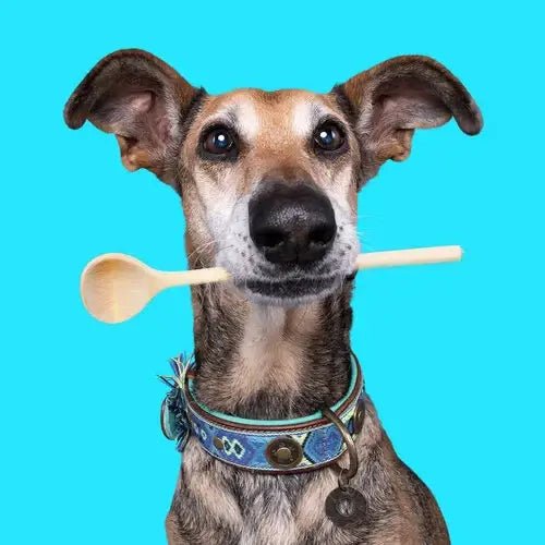 Boho Juan – Exklusives Hundehalsband aus Büffelleder - Pfotenlieblinge