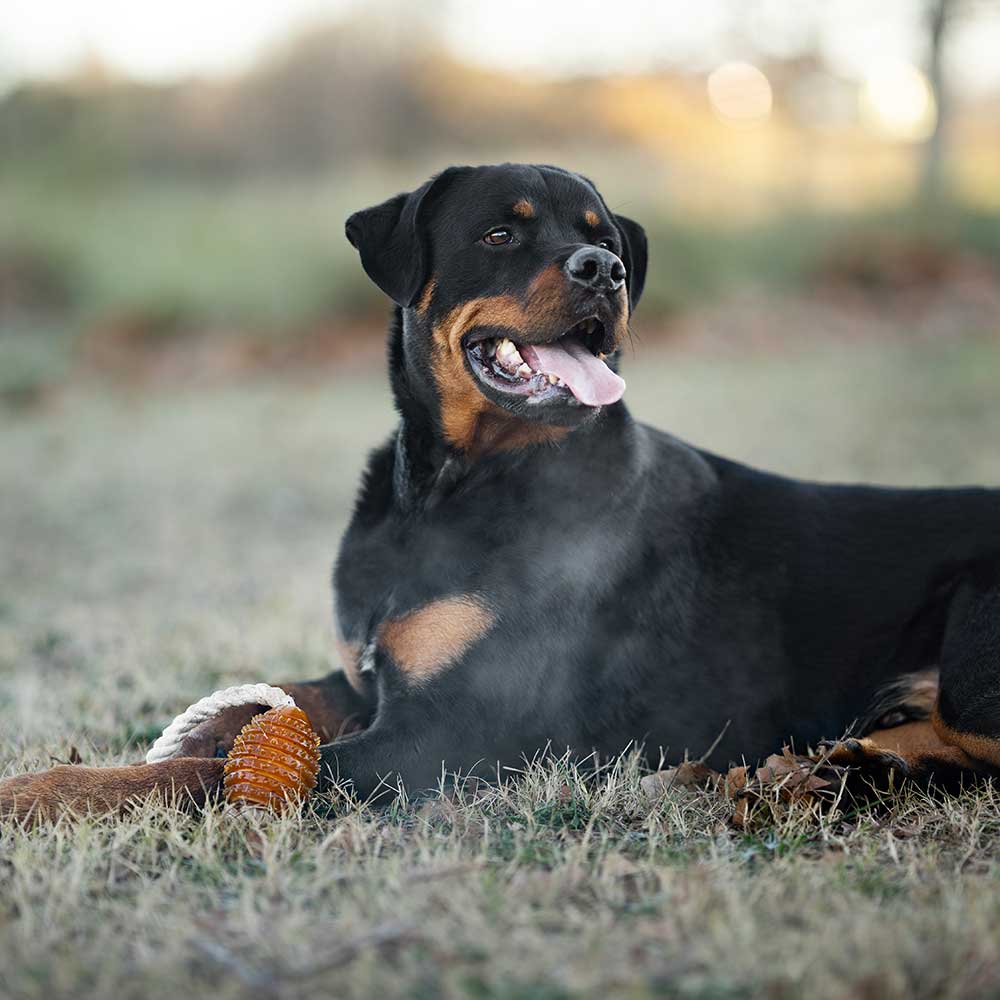 Rub Rugby Spike &amp; Rope Hundespielzeug - M