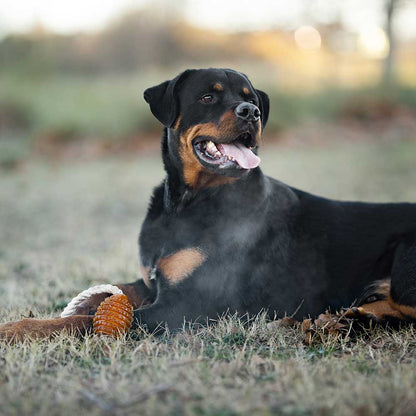 Rub Rugby Spike &amp; Rope Hundespielzeug - M