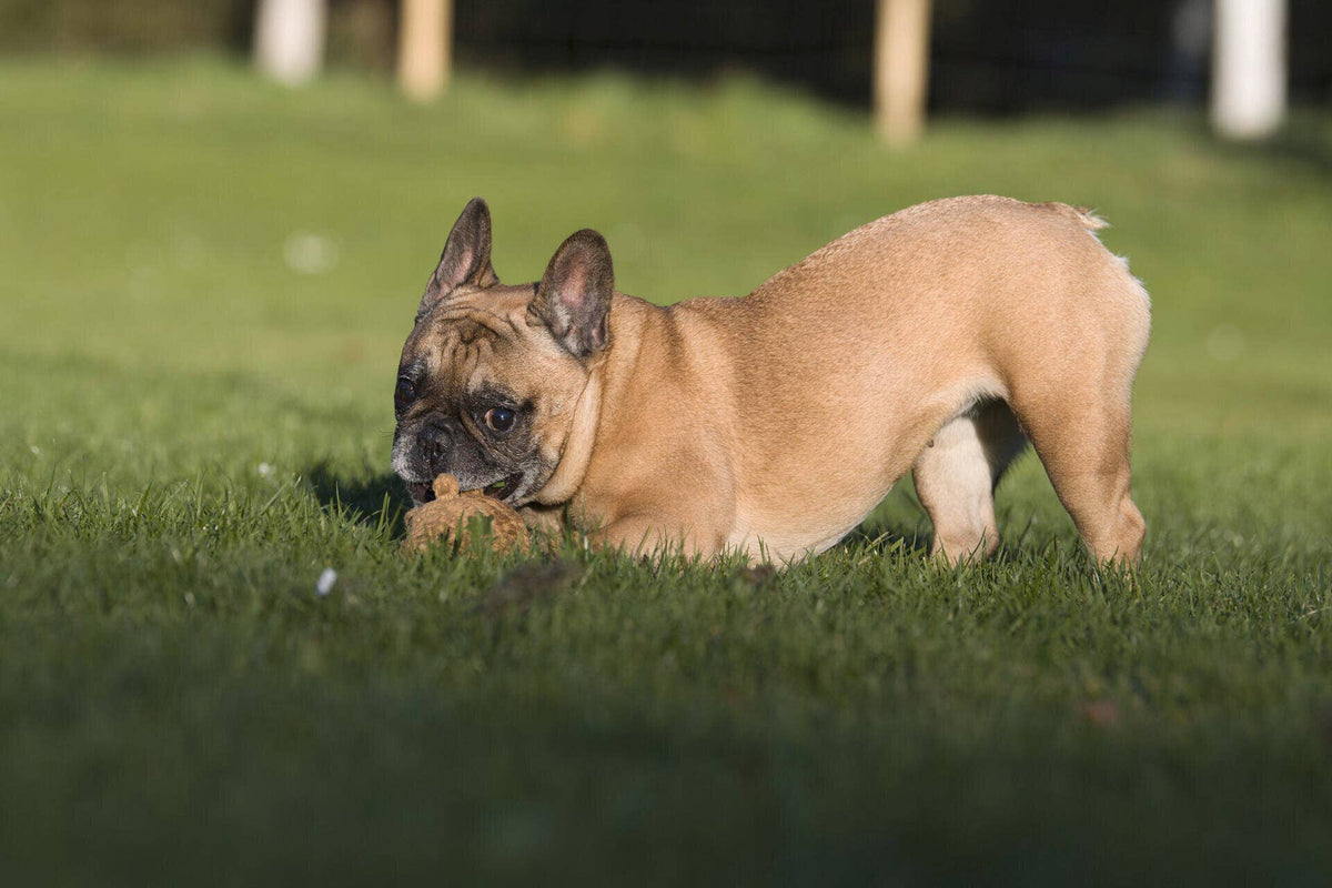 Eddie Eichhorn – Zahnpflegendes Hundespielzeug - Pfotenlieblinge
