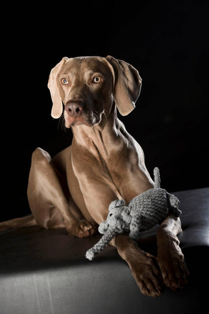 Elton Elefant Hundespielzeug – robust &amp; zahnpflegend - Pfotenlieblinge