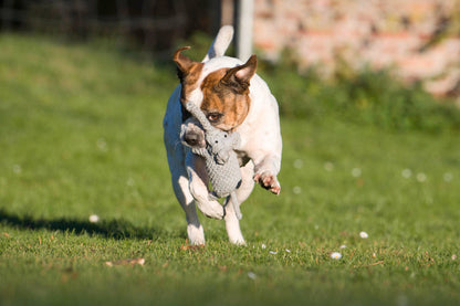 Elton Elefant Hundespielzeug – robust &amp; zahnpflegend - Pfotenlieblinge