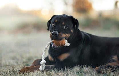 Rub Rugby Spike &amp; Rope Hundespielzeug - M