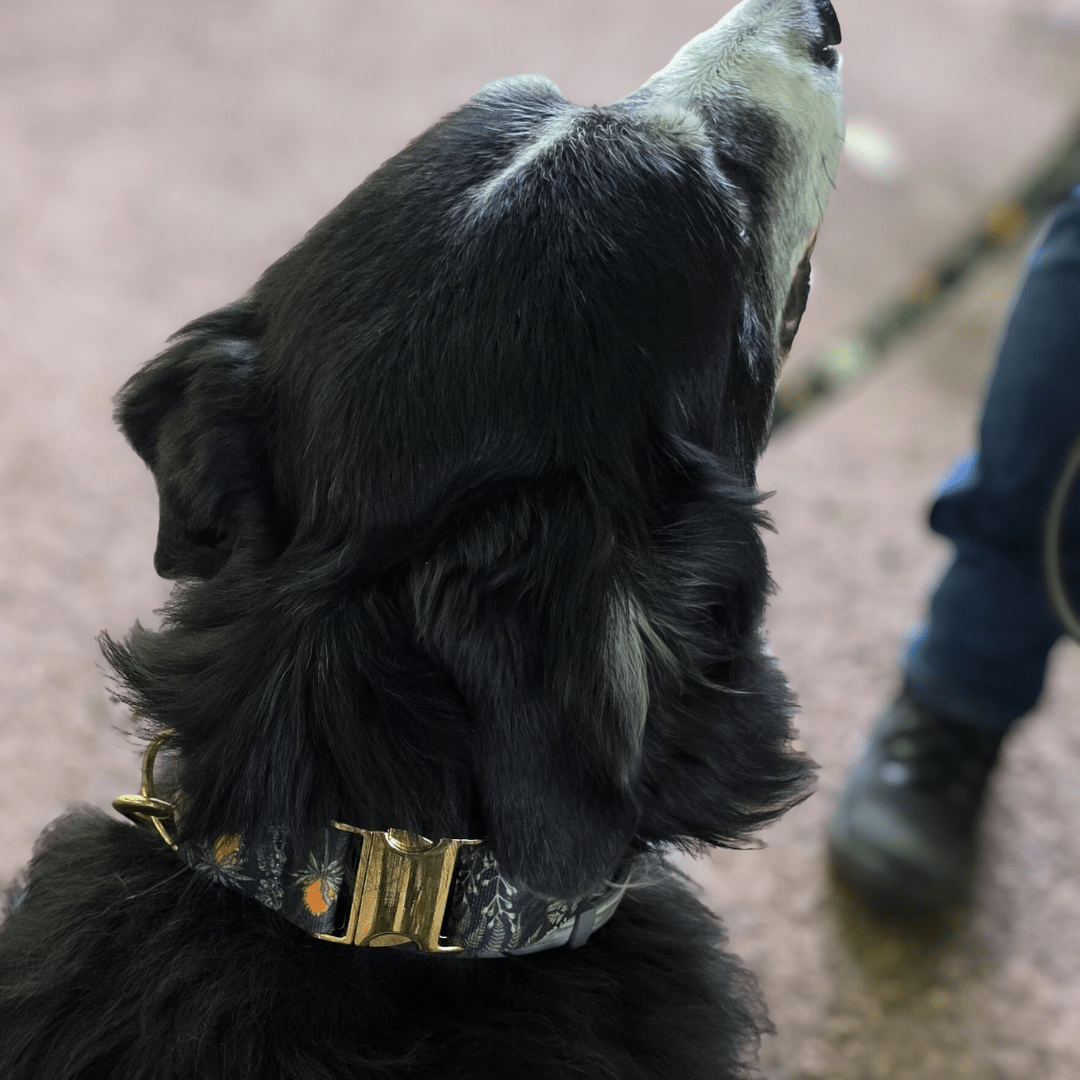 Forest Walkies Set – Nachhaltige Leine &amp; Halsband aus rPet &amp; Kaktusleder, handgemacht - Pfotenlieblinge