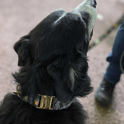 Forest Walkies Set – Nachhaltige Leine &amp; Halsband aus rPet &amp; Kaktusleder, handgemacht - Pfotenlieblinge