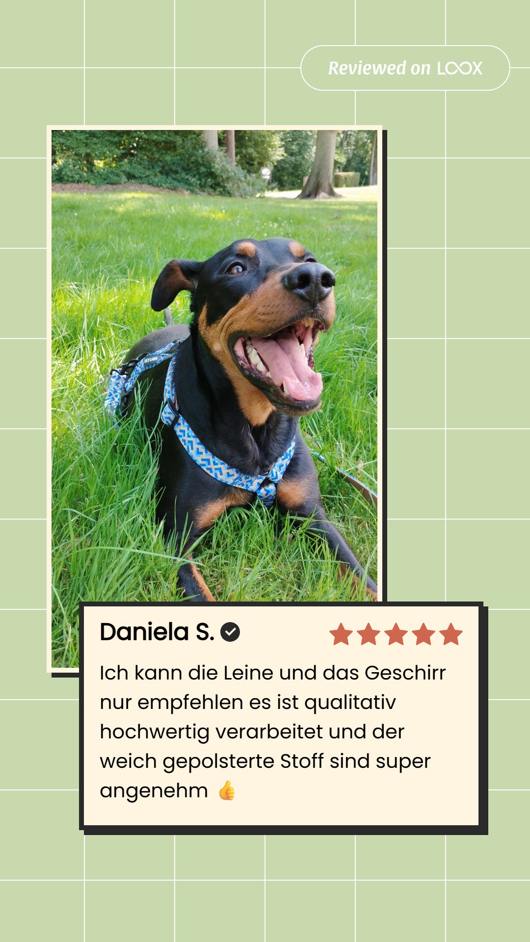 Führgeschirr Gepolstert – 5-fach verstellbar – Mocca/Blau