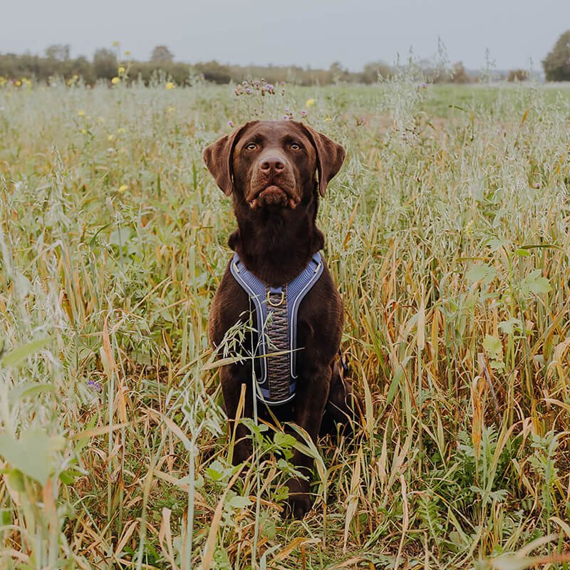 Hundegeschirr – Dunkelblau/Grau – verstellbar &amp; gepolstert - Pfotenlieblinge