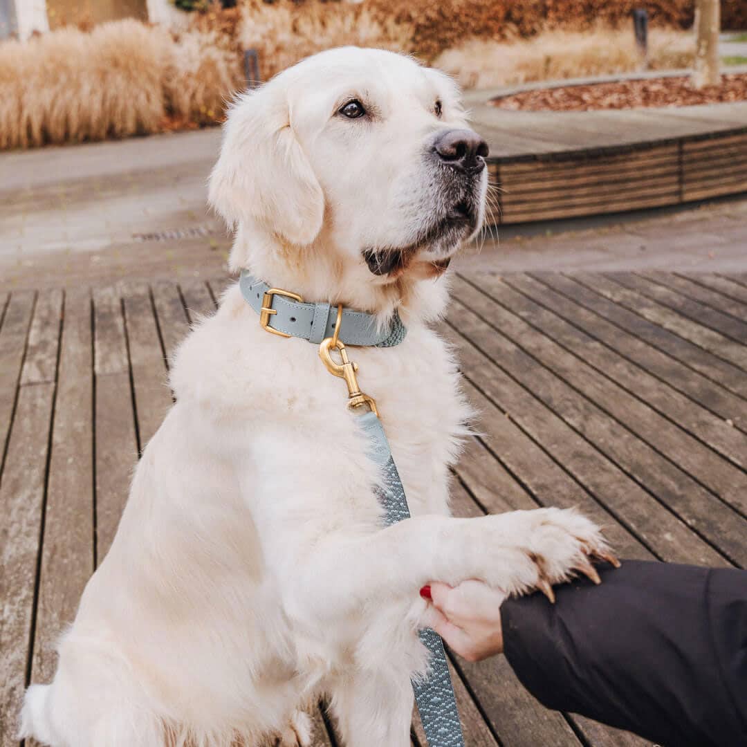 Hundehalsband – Anthrazit/Eisblau – Kollektion Très Chic Hey Lana - Pfotenlieblinge
