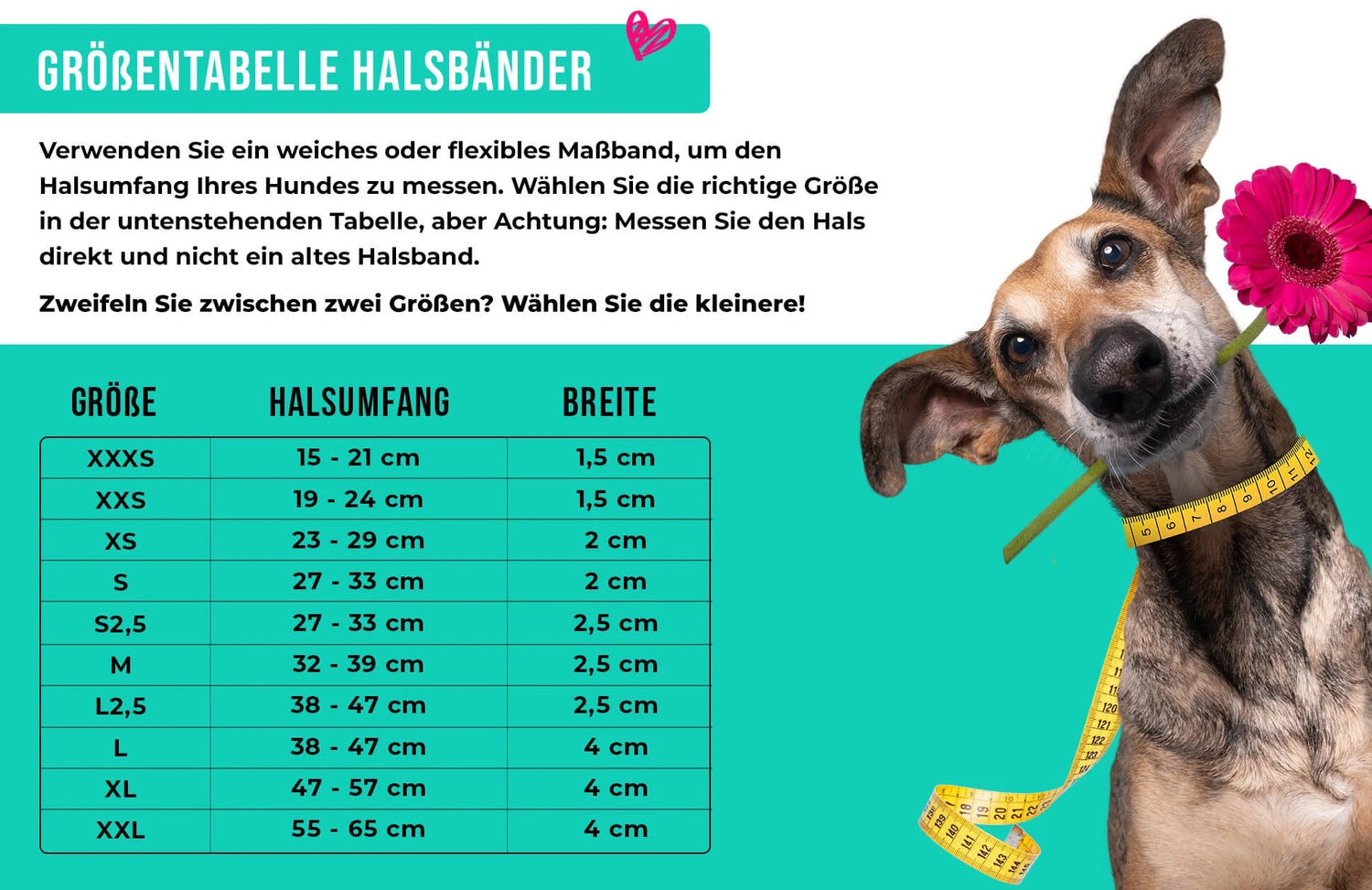 Joplin Lederhalsband Braun/Türkis – Handgefertigt &amp; Stilvoll - Pfotenlieblinge