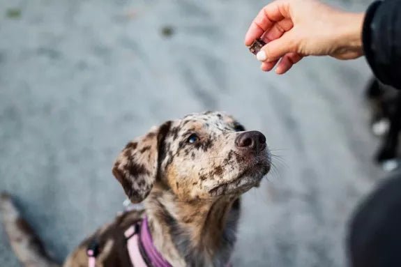 Natürliche Kaninchenwürfel für Hunde – gesunde Belohnung aus 100 % Fleisch - Pfotenlieblinge