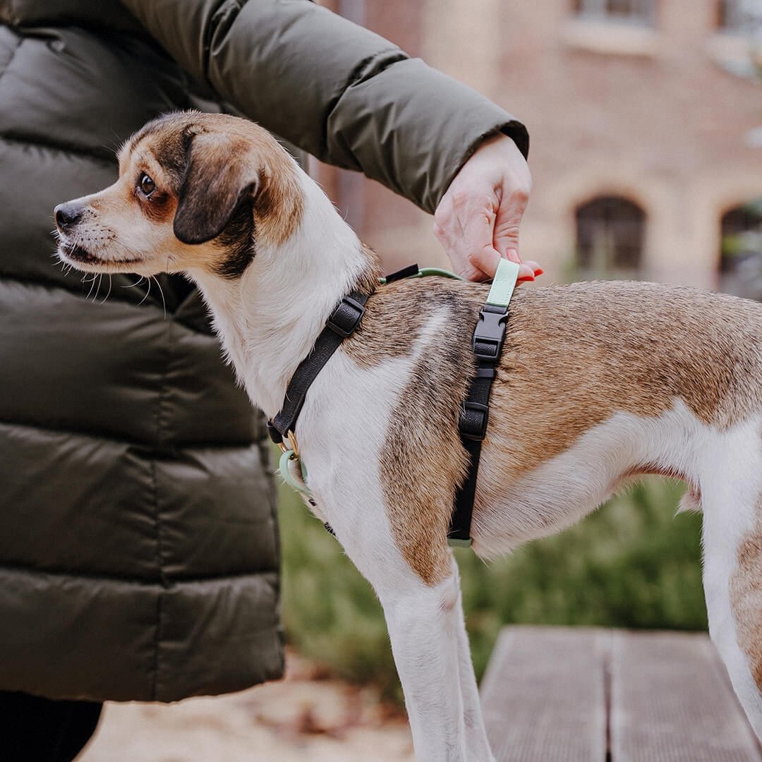 Outdoor FLEX Führgeschirr – 5 - fach verstellbar mit Haltegriff (Schwarz/Mint) - Pfotenlieblinge