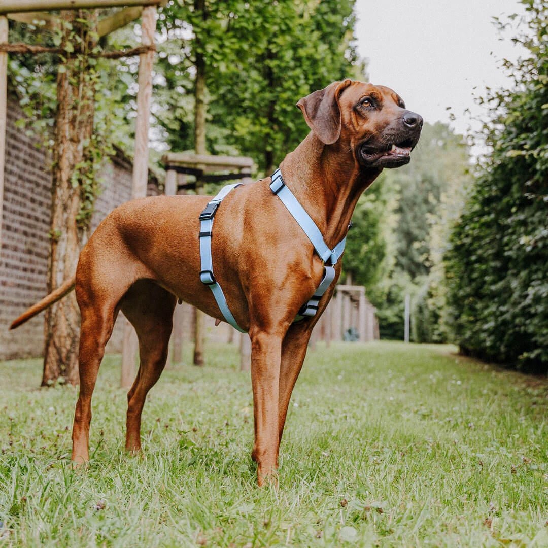 Outdoor FLEX Führgeschirr – 5 - fach verstellbar mit Haltegriff (Taupe/Blau) - Pfotenlieblinge