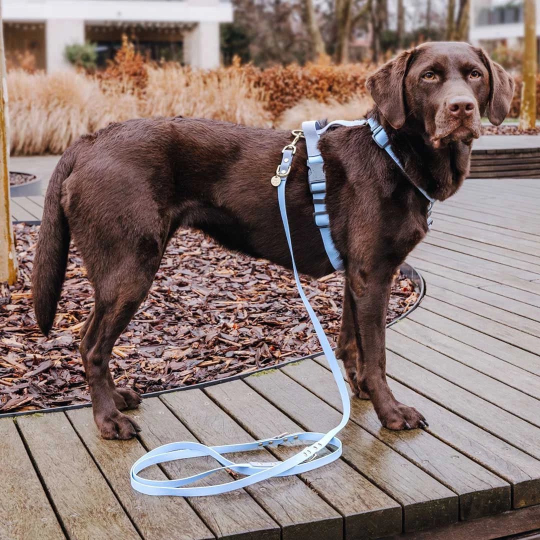 Outdoor FLEX Führleine – 3 - fach verstellbar, 230 cm – Taupe/Blau - Pfotenlieblinge