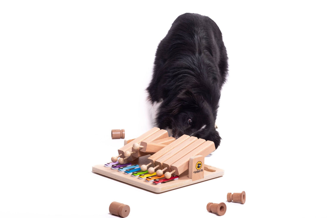 Piano - Interaktives Haustierspielzeug des Jahres Intelligenzspielzeug - Pfotenlieblinge